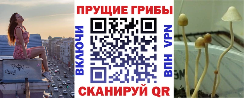 Псилоцибиновые грибы Cubensis  где можно купить   Дмитриев 